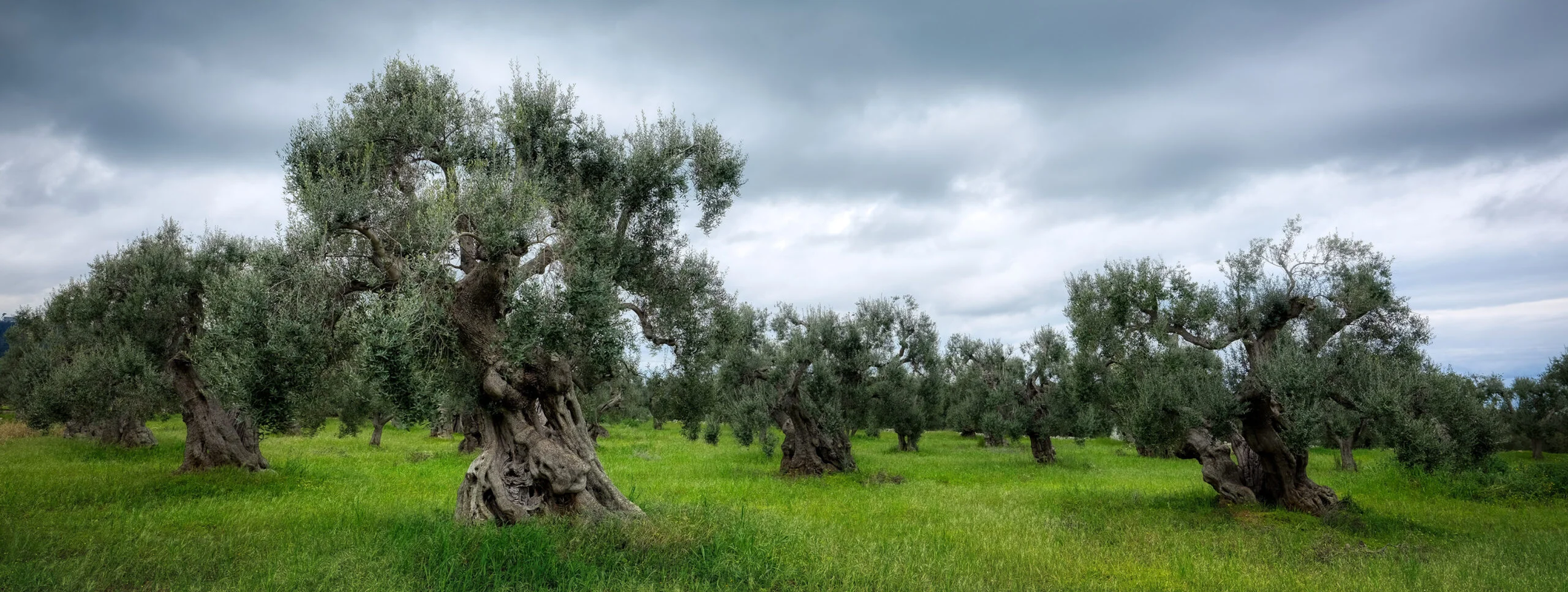 Old Olivetrees, Puglia, Italy