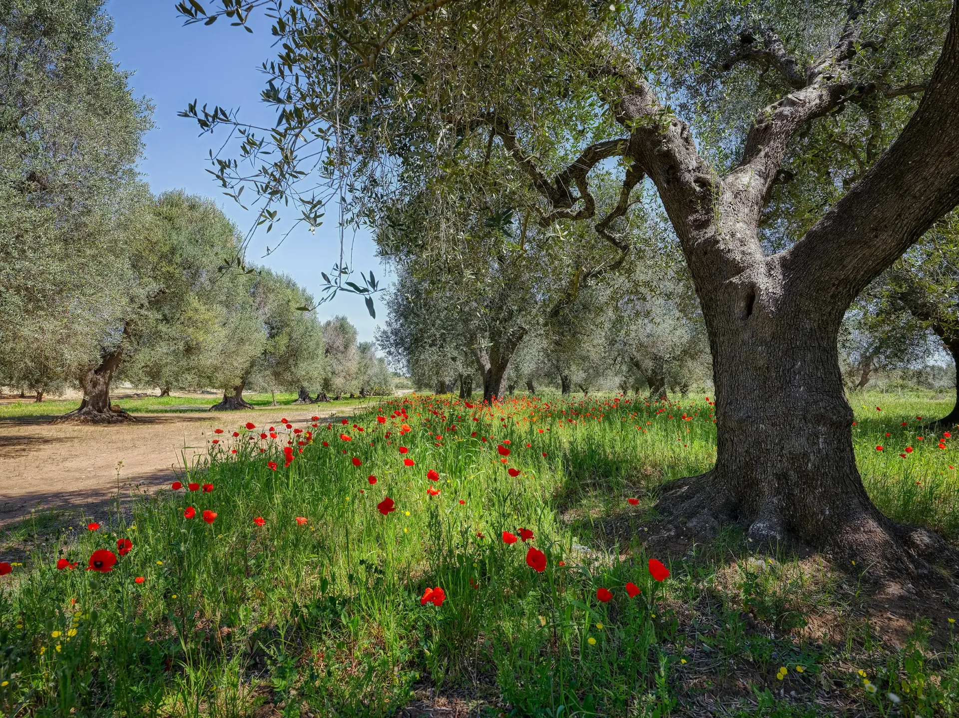 Very old Olive Trees, Apulien, Italy